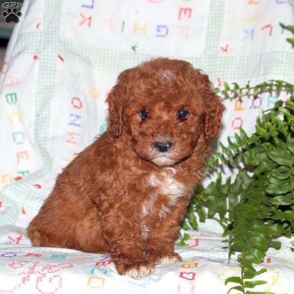 Nash, Miniature Poodle Puppy