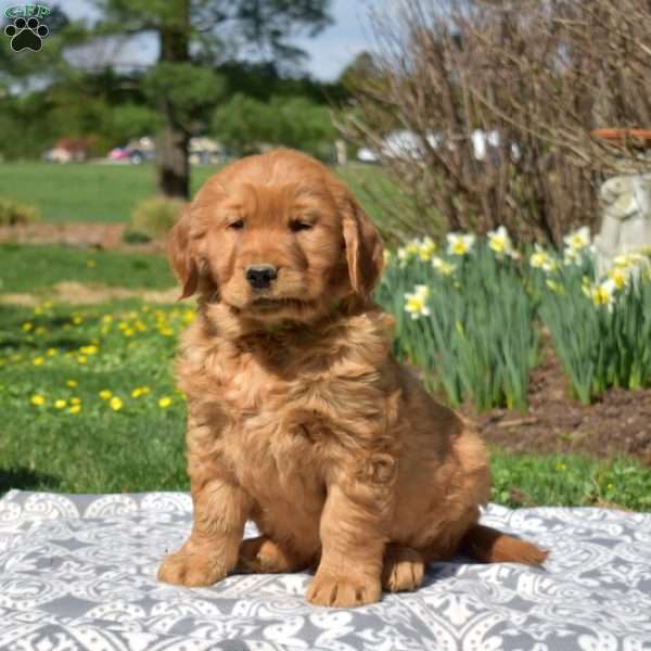 Nash, Golden Retriever Puppy