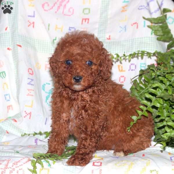 Nellie, Miniature Poodle Puppy