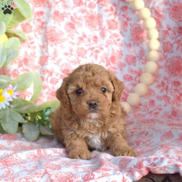 Nelly, Toy Poodle Puppy