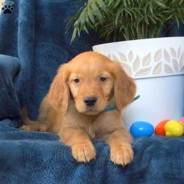 Neo, Golden Retriever Puppy
