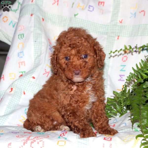 Nico, Miniature Poodle Puppy