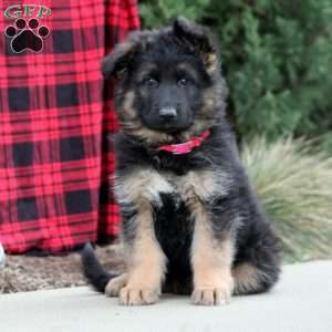 German Shepherd Puppies For Sale - Greenfield Puppies