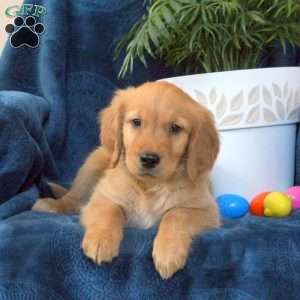Nora, Golden Retriever Puppy