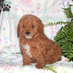 Miniature poodle breeders sales midwest