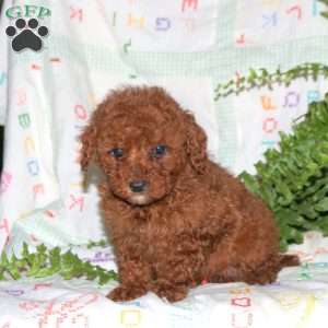 Cinnamon micro poodle hot sale female for sale