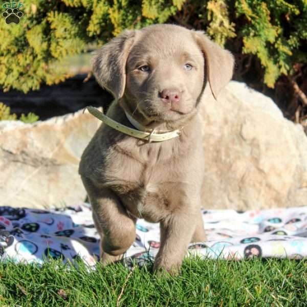 Oakley, Silver Labrador Retriever Puppy