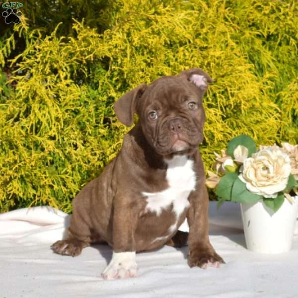 Oakley, Frenchton Puppy