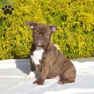Oakley, Frenchton Puppy