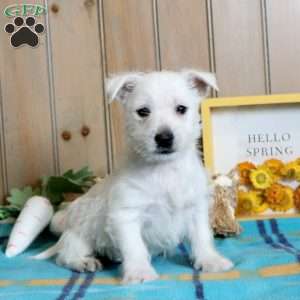 Oakley, West Highland Terrier Puppy