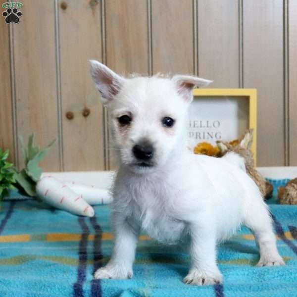 Obidiah, West Highland Terrier Puppy