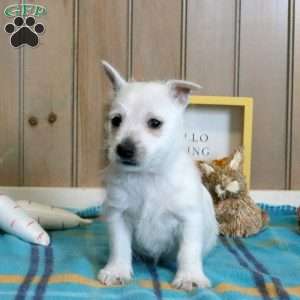 Obidiah, West Highland Terrier Puppy