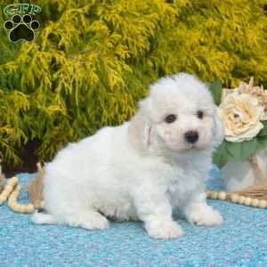 Bichon frise for sale in iowa cheap