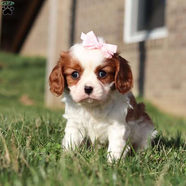 Olivia, Cavalier King Charles Spaniel Puppy
