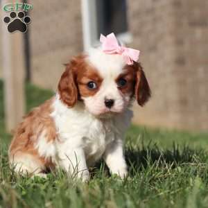 Olivia, Cavalier King Charles Spaniel Puppy