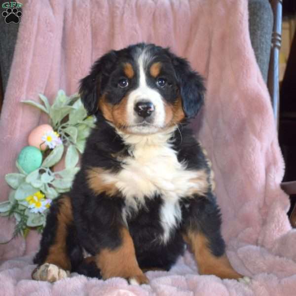 Olivia, Bernese Mountain Dog Puppy