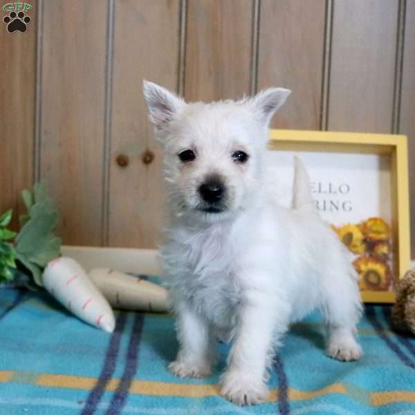 Olivia, West Highland Terrier Puppy
