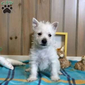 Olivia, West Highland Terrier Puppy