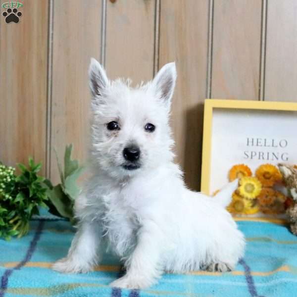 Ollie, West Highland Terrier Puppy