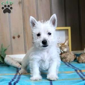 Ollie, West Highland Terrier Puppy