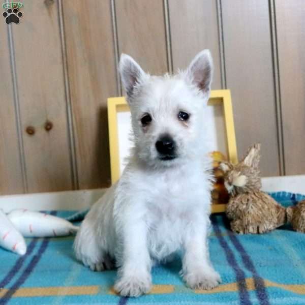 Opal, West Highland Terrier Puppy