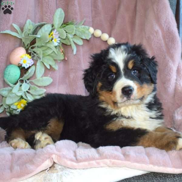 Oreo, Bernese Mountain Dog Puppy