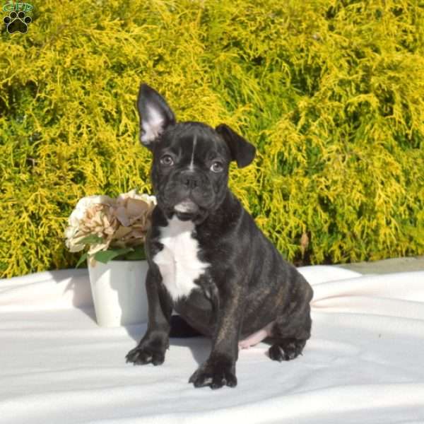 Otis, Frenchton Puppy