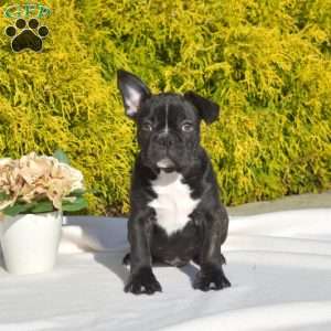Otis, Frenchton Puppy