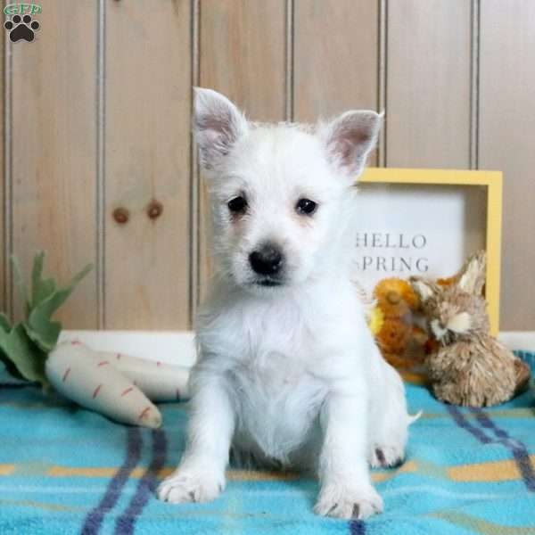 Owen, West Highland Terrier Puppy