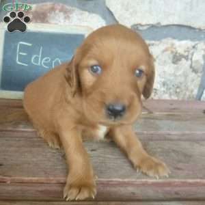 Eden, Golden Irish Puppy