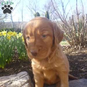 Goberian puppies sale for sale ireland