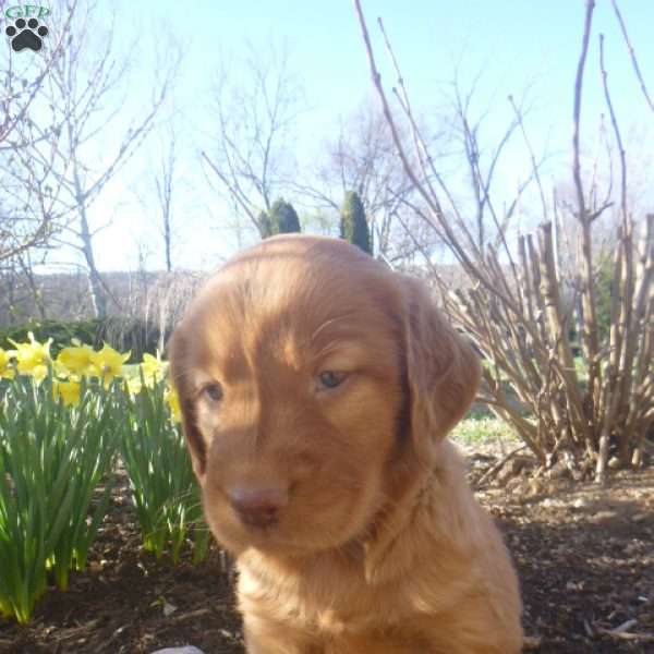 Elaine, Golden Irish Puppy