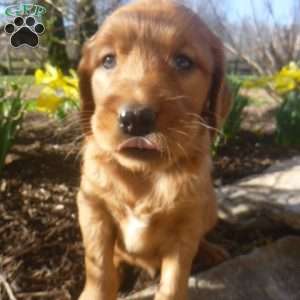 Eden, Golden Irish Puppy