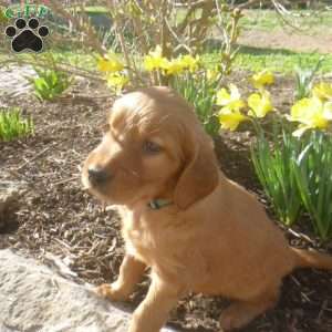 Ernie, Golden Irish Puppy