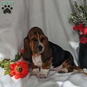 Basset Hound Puppies For Sale - Greenfield Puppies