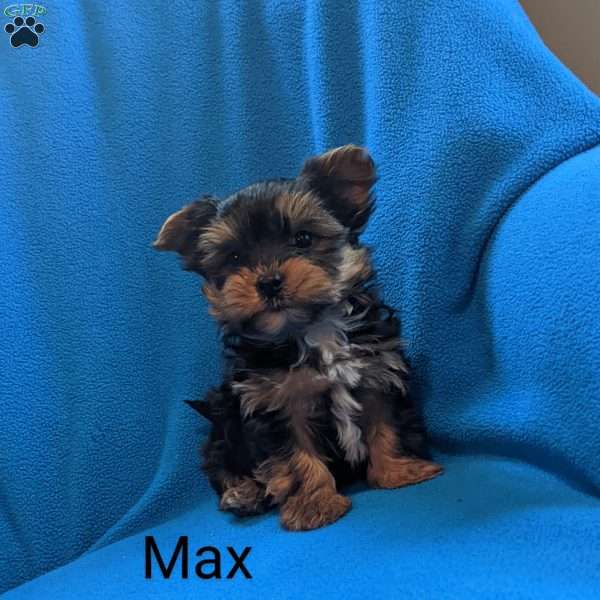 Max, Yorkie Puppy