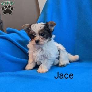 Blue merle yorkie puppies for outlet sale