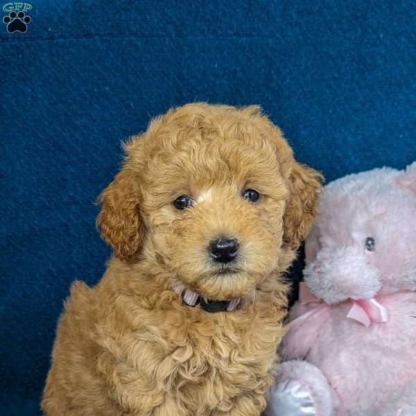 Bonny, Mini Goldendoodle Puppy