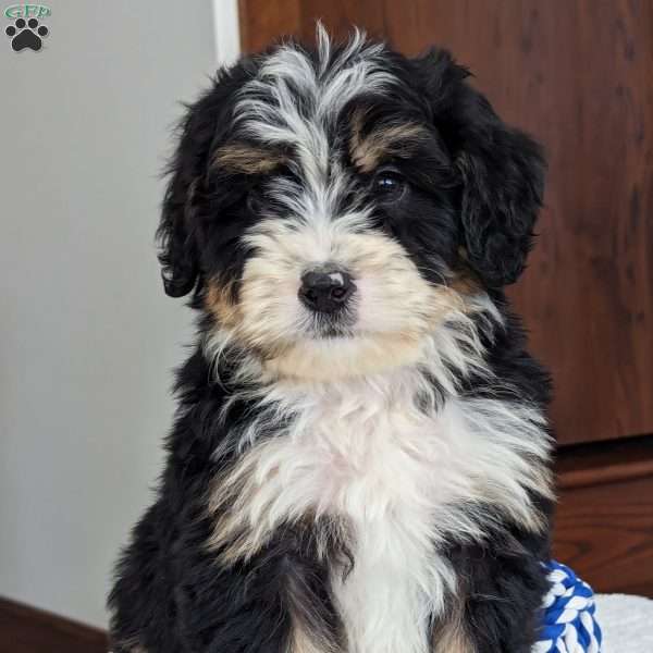 Wally, Mini Bernedoodle Puppy