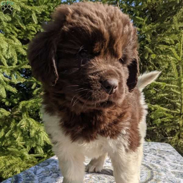Tori, Newfoundland Puppy