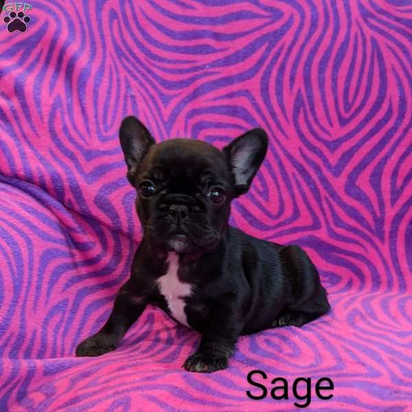 Sage, French Bulldog Puppy