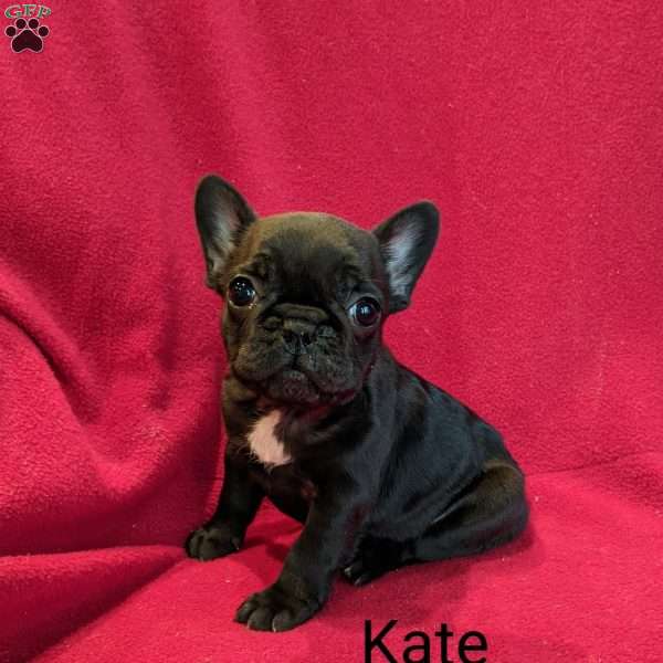 Kate, French Bulldog Puppy