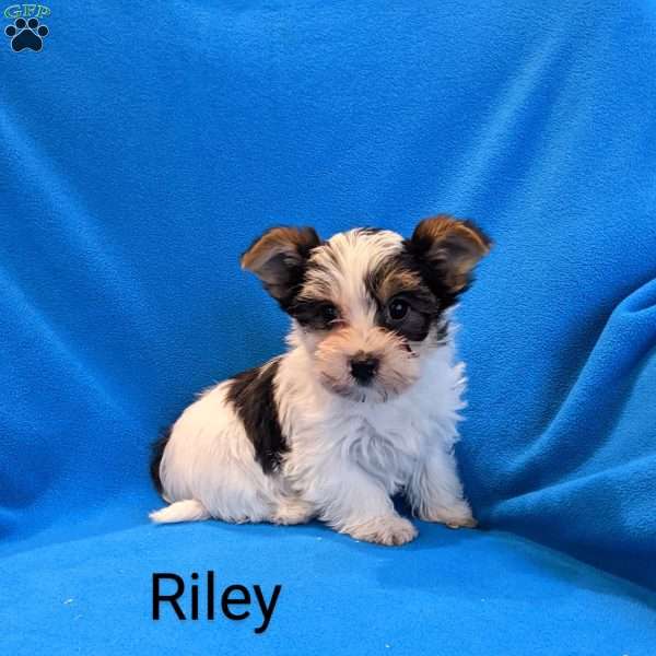 Riley, Yorkie Puppy