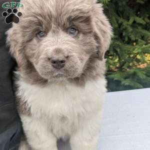 Silver 2024 newfoundland puppies