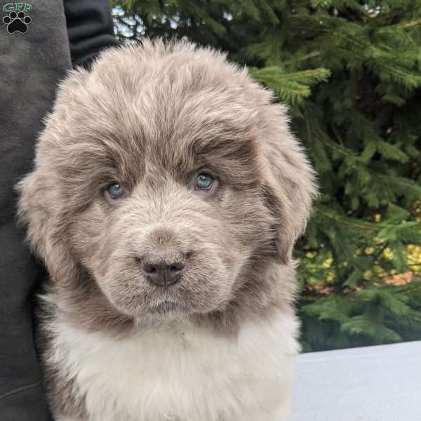 Shiloh, Newfoundland Puppy