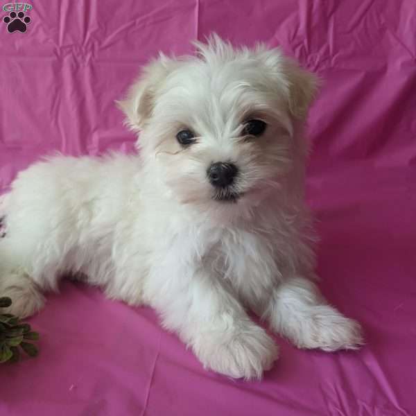 Sadie, Maltese Puppy