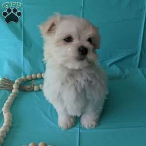 Patrick, Maltese Puppy