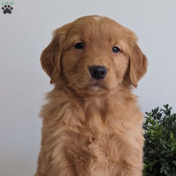 Tyson, Golden Retriever Puppy