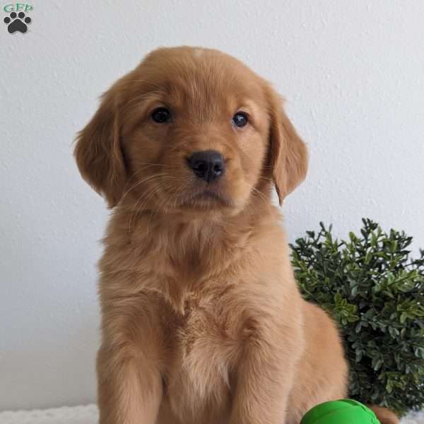 Walter, Golden Retriever Puppy