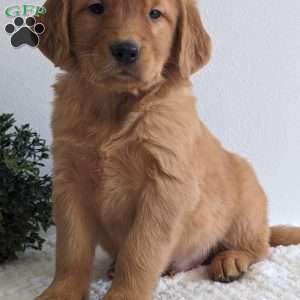 Brady, Golden Retriever Puppy